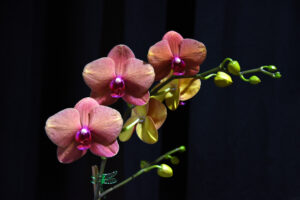 photo of an Orchid