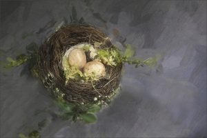 Birds Nest photographed creatively