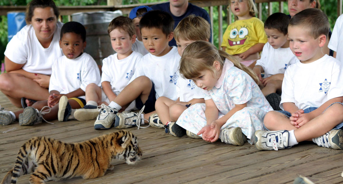 camp kids wowing at a baby tiger niskayuna ny