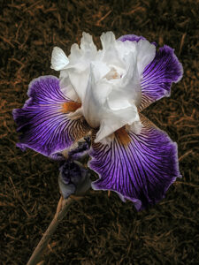 photo of an iris flower schenectady ny