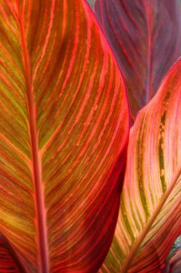 colorful leaf