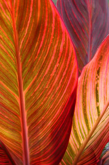 photo of a colorful plant leaf