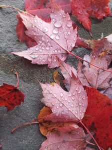 photo of wet maple leaves schenectady ny