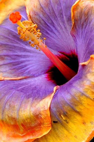 stamen of a flower