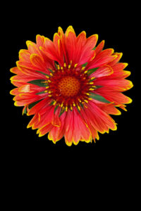 photo of a Gillardia flower
