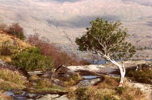 photo of a windblown tree in ireland at the killarney national park