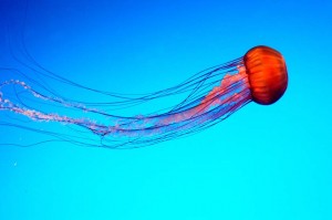red jellyfish at the atlanta aquarium