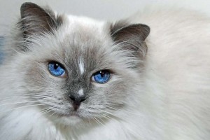 blue eyes cat pet portrait session