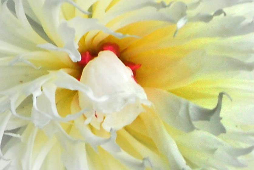 photo of the center of a peony