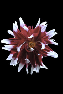 photo of a red and white dahlia schenectady NY