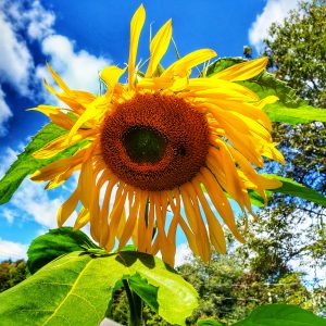 photo of Giant Sunflower on a beautiful summer day at the home of Joan Heffler Photography Niskayuna NY